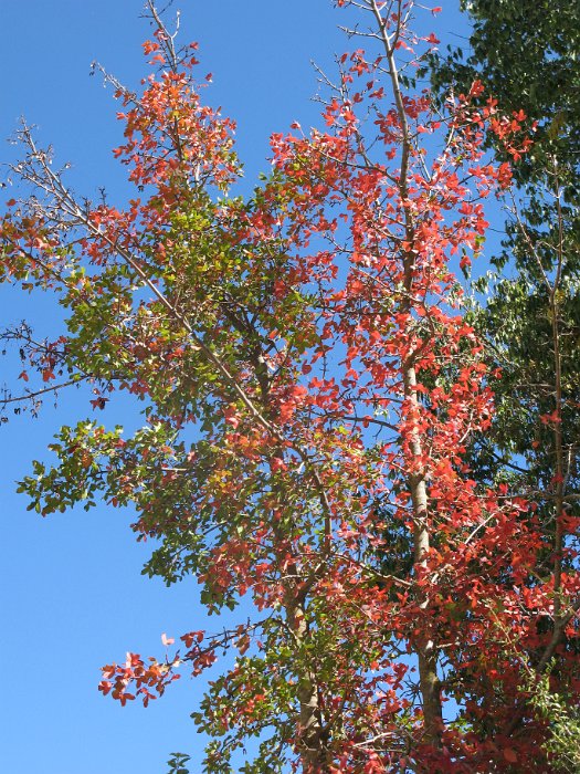 Acer monspessulanum (12)